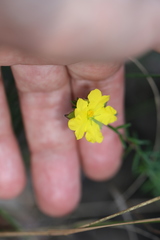 Hibbertia cistiflora