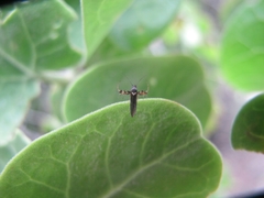 Aetole galapagoensis