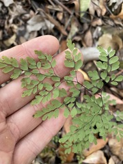 Adiantum formosum