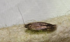 Aproaerema anthyllidella