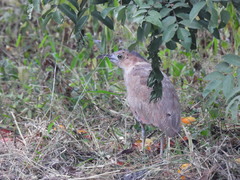 Gorsachius melanolophus