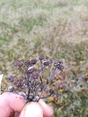 Coleophora argentula