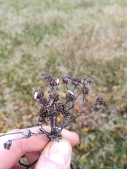 Coleophora argentula