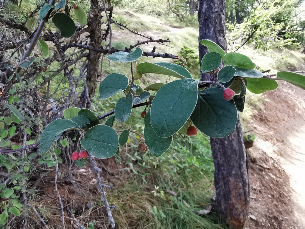 Durillo de hoja ancha