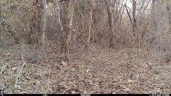 Pternistis bicalcaratus