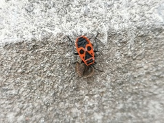 Pyrrhocoris apterus