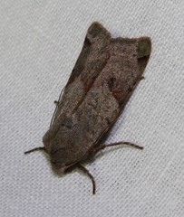 Agrochola meridionalis