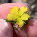 Hibbertia superans - Photo (c) Lukas Clews, μερικά δικαιώματα διατηρούνται (CC BY), uploaded by Lukas Clews