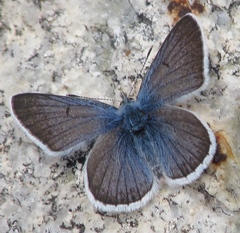 Icaricia shasta