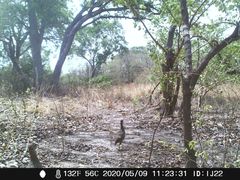 Pternistis bicalcaratus