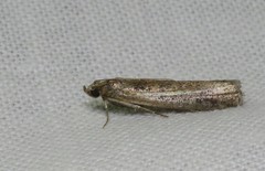 Acrobasis bithynella