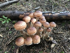 Pholiota