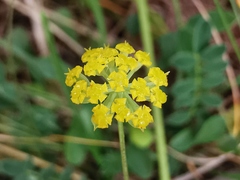 Bupleurum alpigenum