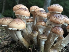 Pholiota