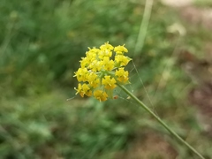 Bupleurum alpigenum