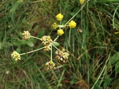 Bupleurum alpigenum