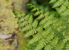 Pteris tremula