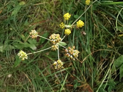 Bupleurum alpigenum