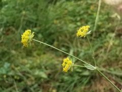 Bupleurum alpigenum