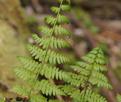 Pteris tremula