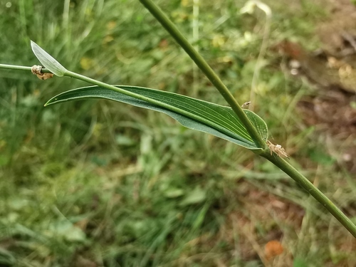 Bupleurum alpigenum