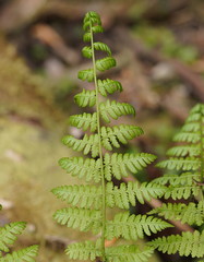 Pteris tremula
