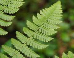 Pteris tremula