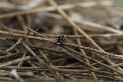 Maratus karrie