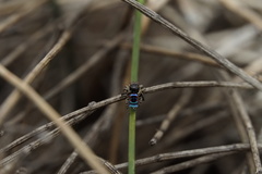 Maratus karrie
