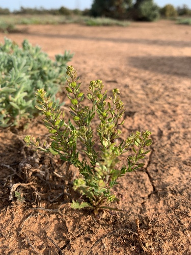 Warty Pepperwort (Lepidium papillosum)