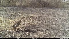 Pternistis bicalcaratus