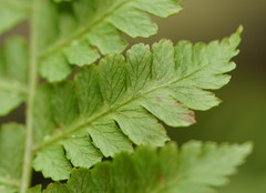 Pteris tremula