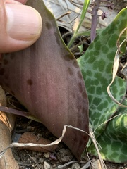 Ledebouria ovatifolia ovatifolia