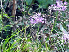 Allium carinatum pulchellum