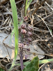 Ledebouria ovatifolia ovatifolia