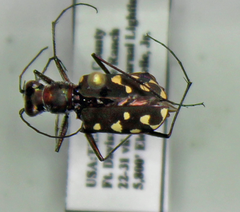 Cicindela sedecimpunctata