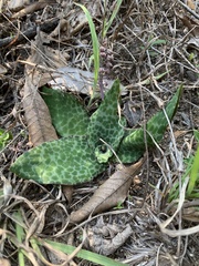 Ledebouria ovatifolia ovatifolia