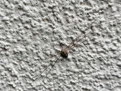 Dicranopalpus ramosus