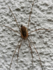 Opilio canestrinii
