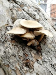Fungi
