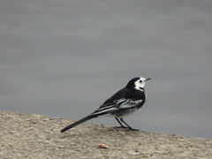 Motacilla alba yarrellii