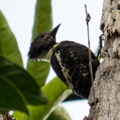 Meiglyptes jugularis