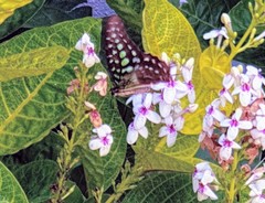 Graphium agamemnon agamemnon