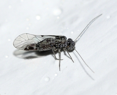 Amphigerontia contaminata
