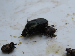 Onthophagus sagittarius