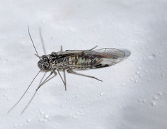 Amphigerontia contaminata