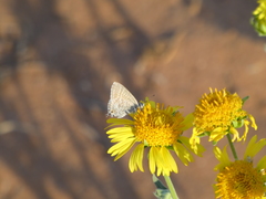 Theclinesthes miskini