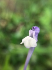 Scutellaria tashiroi