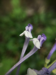 Scutellaria tashiroi