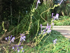 Scutellaria tashiroi